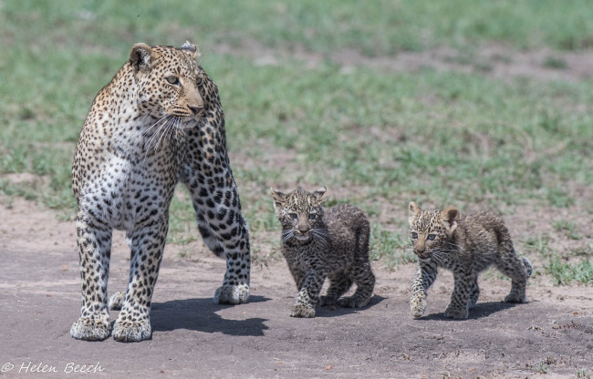 Обои картинки фото животные, леопарды, африка, семья, детёныши, трио, мать, семейство, хищники, кошки
