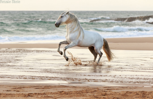 Обои картинки фото животные, лошади, брызги, вода, побережье, берег, песок, море, грация, красавец, серый, жеребец, конь, ветер, прибой, волны