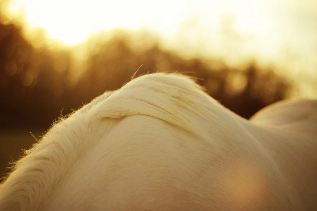 Обои картинки фото животные, лошади, белый, конь, грива, шерсть, масть, окрас, макро, солнце, блики, свет
