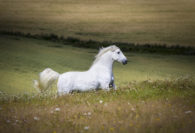 Обои картинки фото животные, лошади, белый, профиль, простор, луг, лето, цветы, бег, жеребец, конь