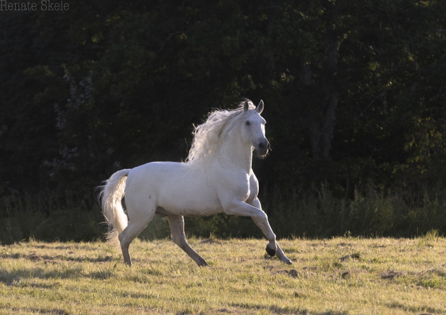 Обои картинки фото животные, лошади, тень, свет, лето, луг, грация, белый, жеребец, конь