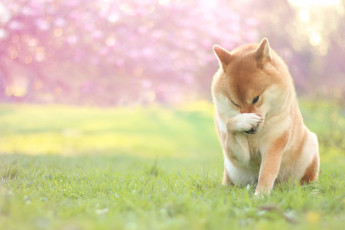 Картинка животные собаки розовый газон фон зеленый поза природа свет трава зелень сиба-ину боке лужайка сидит мордашка сад весна собака лапа поляна