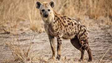обоя гиена, животные, гиены,  гиеновые собаки, hyena, гиеновые, хищник, млекопитающее, шерсть, когти, оскал, зубы, африка