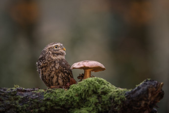 Картинка животные совы фон сова птица гриб мох бревно домовый сыч
