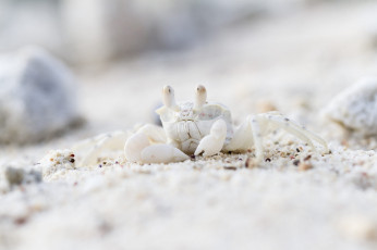 Картинка животные крабы +раки песок белый взгляд камни берег краб камуфляж боке