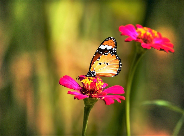Обои картинки фото животные, бабочки,  мотыльки,  моли, бабочка, цветы