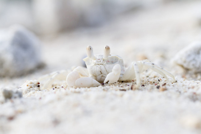 Обои картинки фото животные, крабы,  раки, песок, белый, взгляд, камни, берег, краб, камуфляж, боке