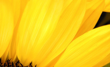 Картинка цветы подсолнухи лепестки желтые