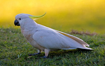 Картинка животные попугаи попугай какаду трава