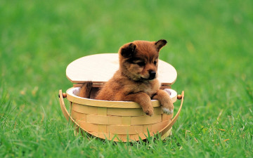 Картинка животные собаки щенок корзина лужайка