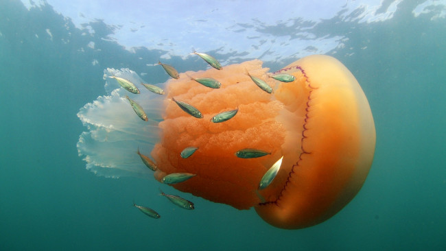 Обои картинки фото животные, медузы, рыбки, медуза, млекопитающие