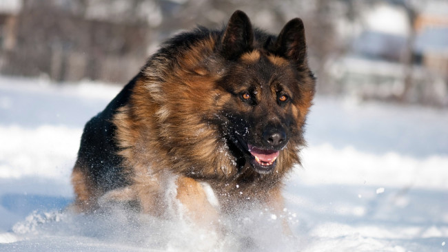 Обои картинки фото животные, собаки, собака, овчарка, снег, бег