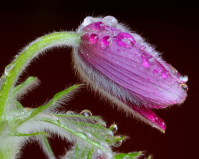 Картинка цветы анемоны адонисы