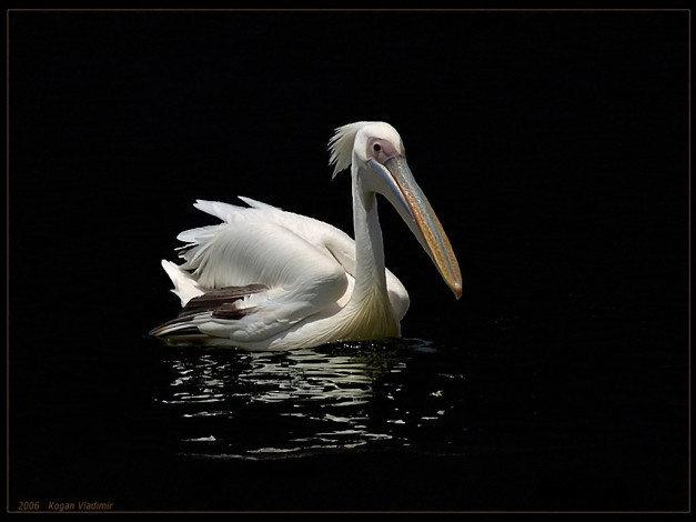 Обои картинки фото kogan, vladimir, белая, птица, на, темной, воде, животные, пеликаны