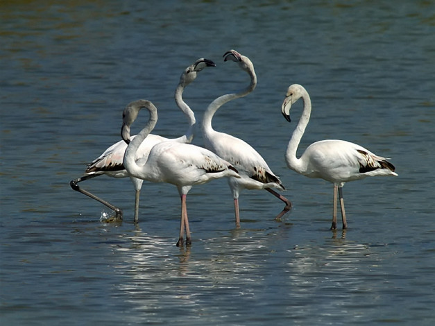 Обои картинки фото kogan, vladimir, grace, by, flamingo, животные, фламинго