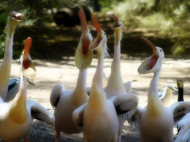 Обои картинки фото kogan, vladimir, хор, мальчиков, пеликанЧиков, животные, пеликаны
