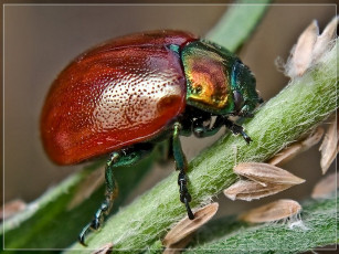 Картинка moskaev листоед животные насекомые
