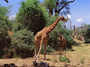 Картинка животные жирафы