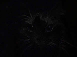 Картинка dark cat рисованные животные коты