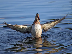 Картинка животные утки утка крылья вода пруд озеро