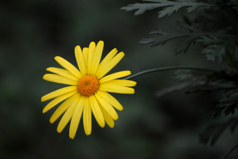 Картинка цветы жёлтый