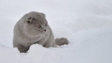 Картинка животные коты снег кот кошка вислоухая
