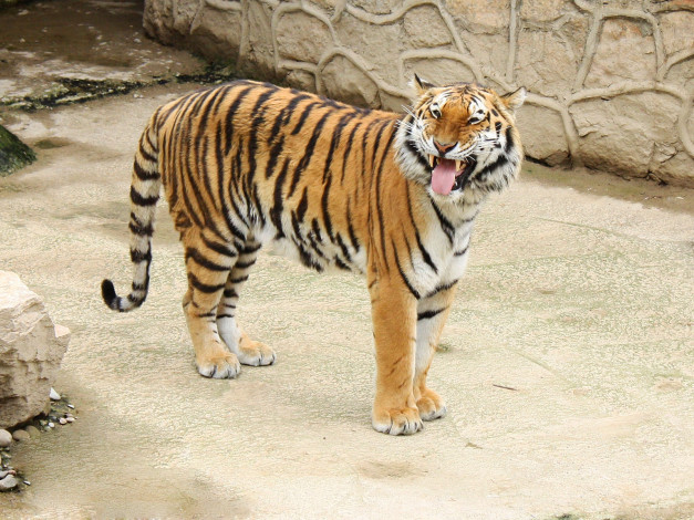 Обои картинки фото животные, тигры, тигр, язык, улыбка