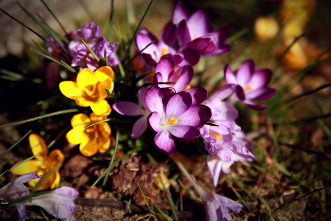 Обои картинки фото цветы, крокусы, фиолетовый