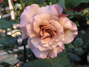 Картинка julia цветы розы роза