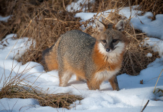 Картинка животные лисы снег серебряная лиса