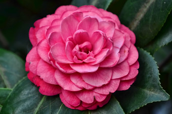 Картинка цветы камелии круглый лепестки розовый