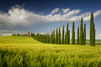 Картинка природа поля италия пейзаж деревья кампанья
