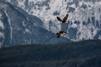 Картинка животные птицы хищники пара полет орланы