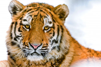 Картинка животные тигры морда портрет красавец