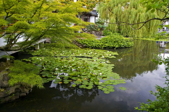 Картинка канада sun yat sen garden vancouver природа парк растения водоем