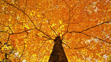 Картинка природа деревья желтые листья дерево осень