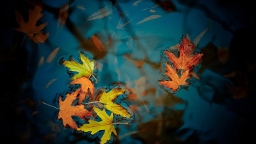 Картинка природа листья кленовые осень лужа