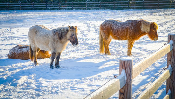 Картинка животные лошади холод зима забор снег