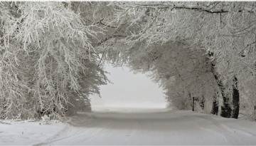 Картинка природа зима деревья пейзаж снег дорога