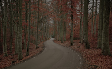 обоя природа, дороги, швеция, осень, лес, деревья, дорога, robert, gustavsson, photography, листва, день