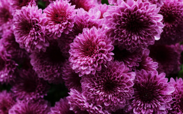 Картинка цветы хризантемы фиолетовые