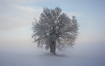 Картинка природа зима дерево ветки иней снег холод