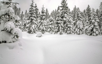 Картинка природа зима ель сугробы лес снег