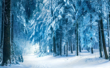 Картинка природа зима снег деревья лес