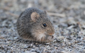 Картинка животные крысы мыши серая грызун мышка пушистая