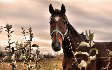 Картинка животные лошади природа конь