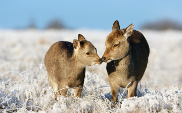 Картинка животные олени природа зима