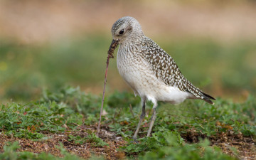 Картинка животные птицы еда червяк птица трава