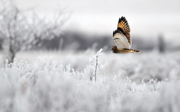 Картинка животные совы птица сова зима