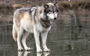 Картинка животные волки взгляд хищник волк